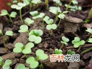 芥兰和菜心区别是什么,菜心和芥兰的区别是什么?