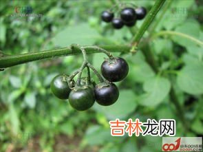 龙葵是什么植物,龙葵花是什么花