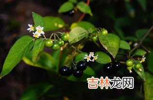 龙葵是什么植物,龙葵花是什么花