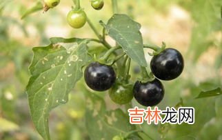 龙葵是什么植物,龙葵花是什么花