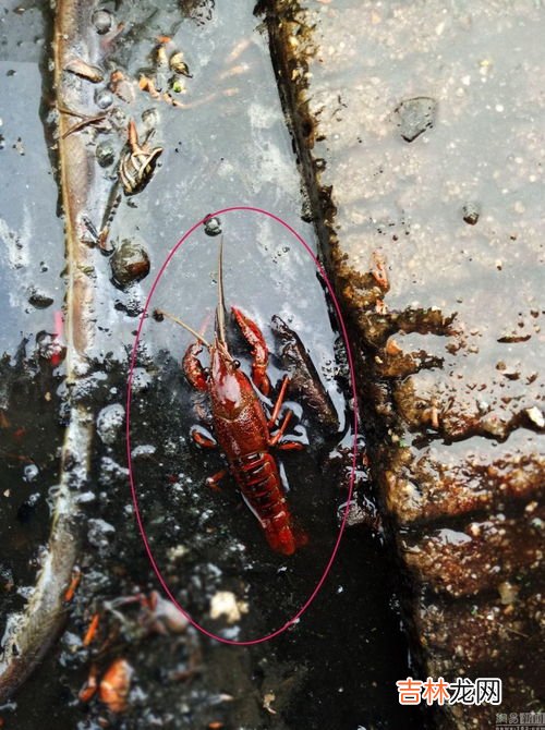 大的 龙虾死了几个小时可以吃吗,中午别人给我们送来的大龙虾送来时是活的,在水里放了2个小时死了,还能吃吗?能吃的话怎么处理