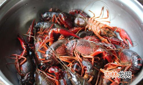 大的 龙虾死了几个小时可以吃吗,中午别人给我们送来的大龙虾送来时是活的,在水里放了2个小时死了,还能吃吗?能吃的话怎么处理