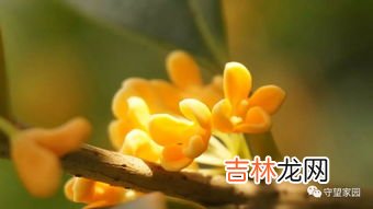 木樨花就是桂花吗,木犀花是桂花吗?