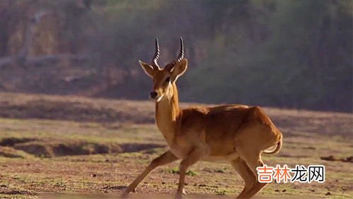 羚羊的速度有多快,羚羊的时速是多少