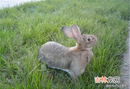 羚羊的速度有多快,羚羊的时速是多少