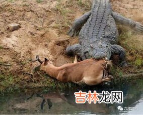 羚羊的速度有多快,羚羊的时速是多少