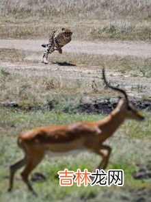 羚羊的速度有多快,羚羊的时速是多少