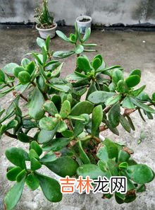 玉树叶子发软是为什么,玉树叶子干瘪有皱发软怎么办？