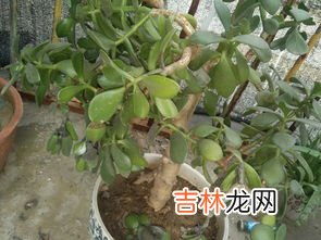 玉树叶子发软是为什么,玉树叶子干瘪有皱发软怎么办？