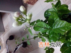 金鱼花几天要浇一次水,小金鱼花怎么养开花 小金鱼花开花的养殖技巧