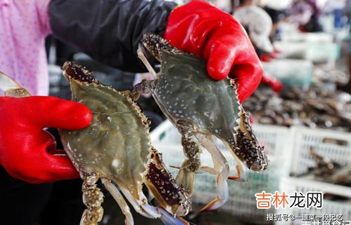 24小时之内死了的螃蟹能吃吗,螃蟹放水里能活多久 24小时之内死了的螃蟹能吃吗