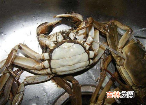 24小时之内死了的螃蟹能吃吗,螃蟹放水里能活多久 24小时之内死了的螃蟹能吃吗