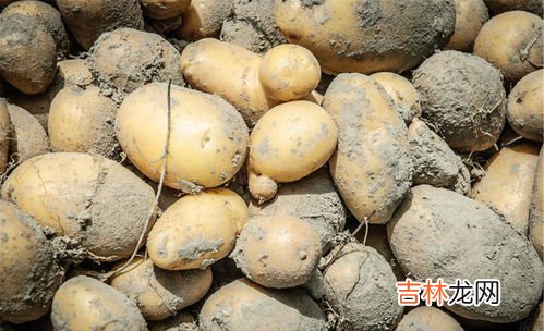 蔬菜如何保存时间长,新鲜蔬菜怎么保存时间长一点