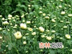 胎菊和菊花的区别,什么是胎菊？他和菊花茶有区别嘛