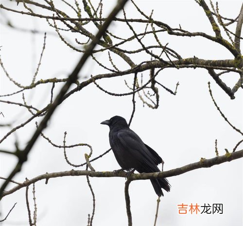 乌鸦长什么样子,老鸹和喜鹊有什么区别图片