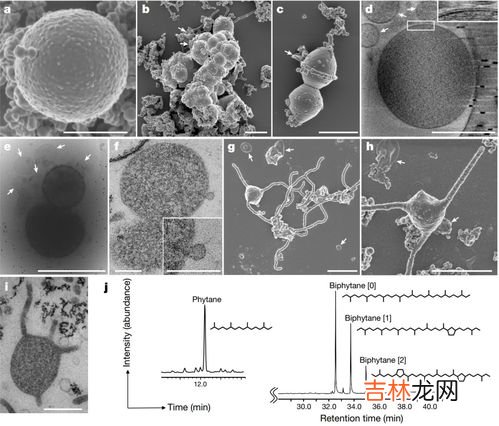 原核生物与真核生物的区别,原核生物和真核生物的区别