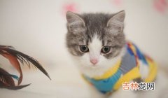 柠檬对猫有危害吗,猫舔了柠檬会不会有事？