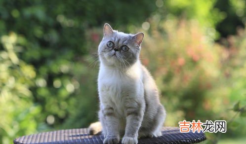 柠檬对猫有危害吗,猫舔了柠檬会不会有事？