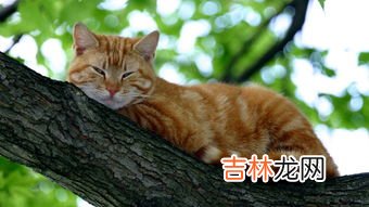 柠檬对猫有危害吗,猫舔了柠檬会不会有事？