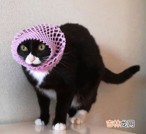 奶牛猫特点,奶牛猫适合家养吗？