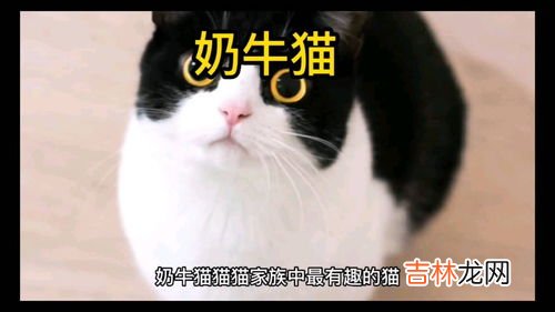 奶牛猫特点,奶牛猫适合家养吗？