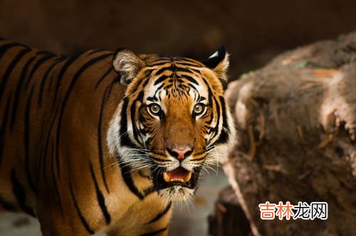 老虎吃草吗,老虎找不到食物会吃草吗？