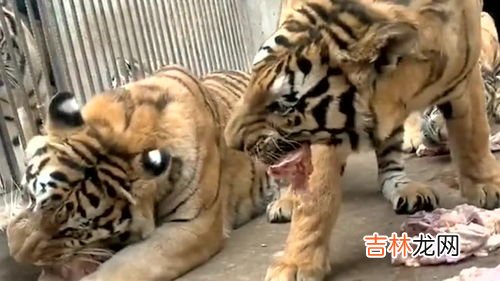 老虎吃草吗,老虎找不到食物会吃草吗？