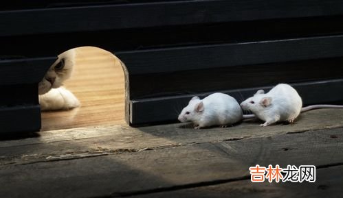 开灯睡觉可以防老鼠吗,老鼠晚上会爬床上来吗 开灯睡觉可以防老鼠吗