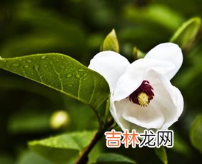 木兰花花语,木兰花的花语和寓意是什么