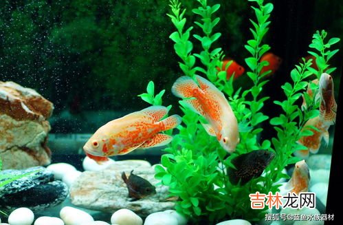 地图鱼怎么养,地图鱼应该怎么养？