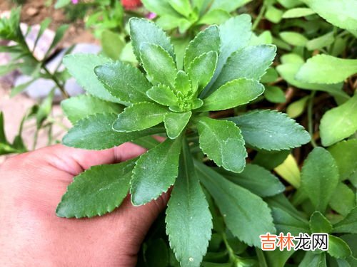 哪些人不能吃救心菜,血小板低的人可以吃救心菜吗