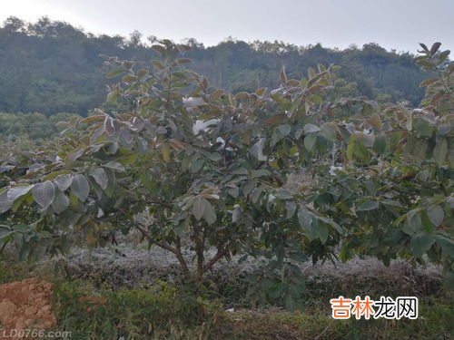 大年三十能洗头吗,年三十这天能洗头吗