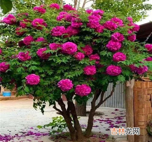 牡丹冬天落叶吗,牡丹花什么季节开花？