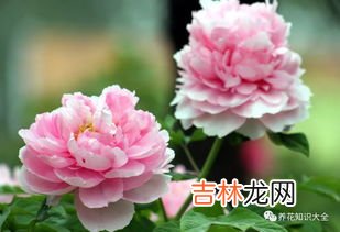 牡丹冬天落叶吗,牡丹花什么季节开花？