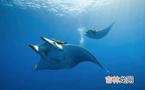 鳐鱼和魔鬼鱼的区别,魔鬼渔是鳐鱼吗?