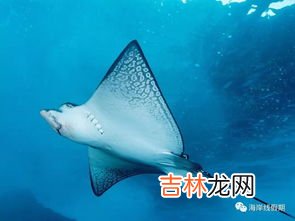 鳐鱼和魔鬼鱼的区别,魔鬼渔是鳐鱼吗?
