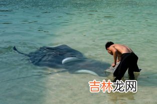 鳐鱼和魔鬼鱼的区别,魔鬼渔是鳐鱼吗?