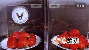 零下草莓放车里会冻坏吗,草莓怕冻吗