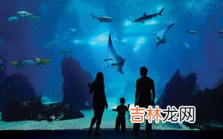 海洋馆有哪些海洋生物,海洋馆里有什么动物 海洋馆动物举例