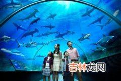 海洋馆有哪些海洋生物,海洋馆里有什么动物 海洋馆动物举例