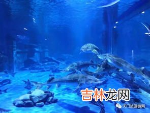 海洋馆有哪些海洋生物,海洋馆里有什么动物 海洋馆动物举例