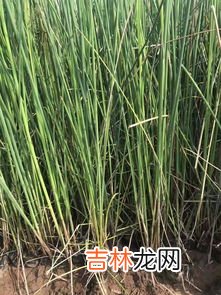 藕种植,如何种莲藕