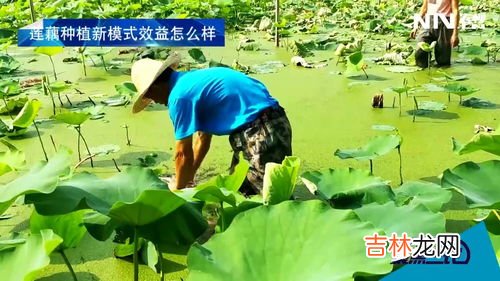 藕种植,如何种莲藕