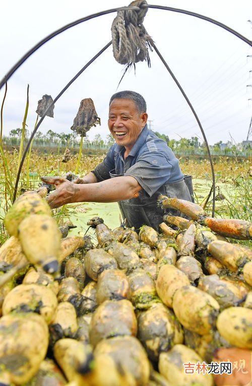 藕种植,如何种莲藕