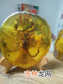 琥珀和化石的区别是什么,琥珀与木化石如何区别