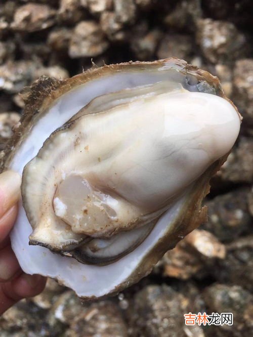 生蚝怎么存放保鲜还是冷冻,生蚝如何保存