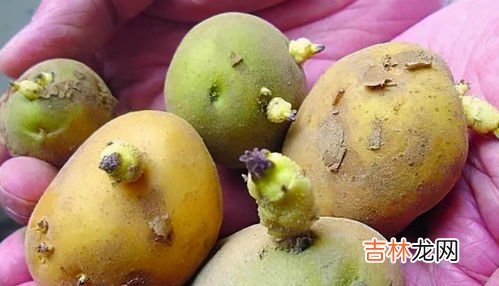土豆放久了变绿能吃吗,土豆放几天为什么会变绿啊 那还能吃吗?