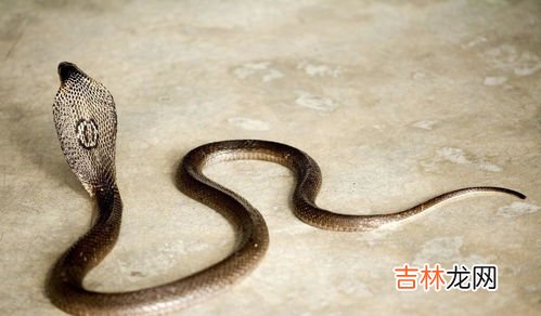 眼镜蛇和眼镜王蛇的区别,眼睛蛇和眼镜王蛇区别是什么?