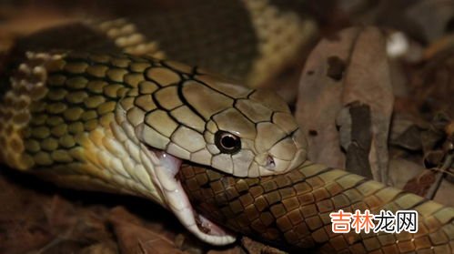 眼镜蛇和眼镜王蛇的区别,眼睛蛇和眼镜王蛇区别是什么?