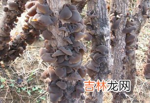 木耳怎么种植,栽培木耳的方法 木耳种植方法